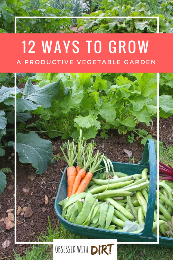 12 Ways To Grow a Successful Vegetable Garden (inc.Best Layouts) Designing the perfect vegetable garden layout isn’t easy. There are so many things to consider! Your vegetables will need a lot of sun, water, nutrients and loving care to grow. That's why we've created the ultimate list of the best 12 vegetable garden layouts and plans to help you grow a super productive vegetable garden. #thehappygardeninglife #homegarden #growyourownfood #epicgardening