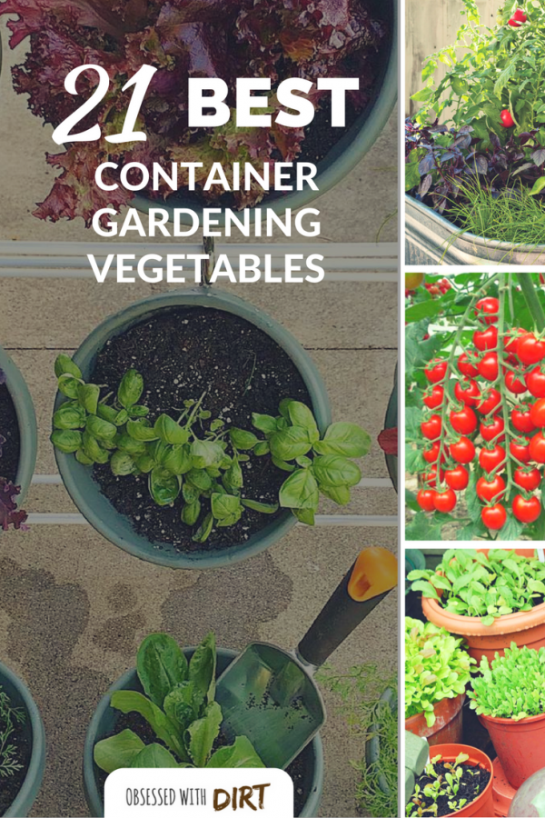 Many vegetables and fruits will produce more, grow faster and have less pests and diseases when grown in a container. Growing fruits and vegetables in containers is super easy for beginner gardeners and backyard gardeners too. Check out our guide to the 21 best container gardening vegetables here. #growyourownfood #thehappygardeninglife #homegarden #urbanfarming