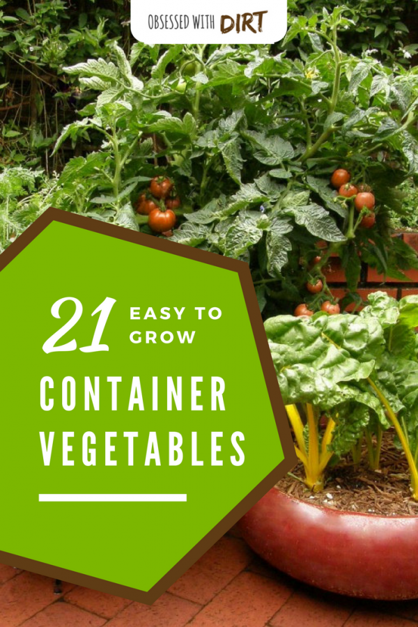 Many vegetables and fruits will produce more, grow faster and have less pests and diseases when grown in a container. Growing fruits and vegetables in containers is super easy for beginner gardeners and backyard gardeners too. Check out our guide to the 21 best container gardening vegetables here. #growyourownfood #thehappygardeninglife #homegarden #urbanfarming