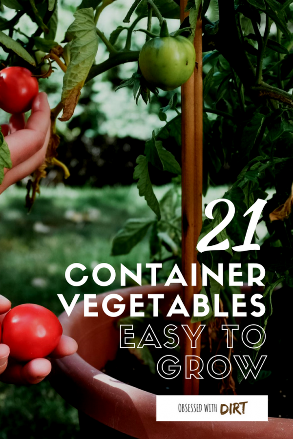 Many vegetables and fruits will produce more, grow faster and have less pests and diseases when grown in a container. Growing fruits and vegetables in containers is super easy for beginner gardeners and backyard gardeners too. Check out our guide to the 21 best container gardening vegetables here. #growyourownfood #thehappygardeninglife #homegarden #urbanfarming