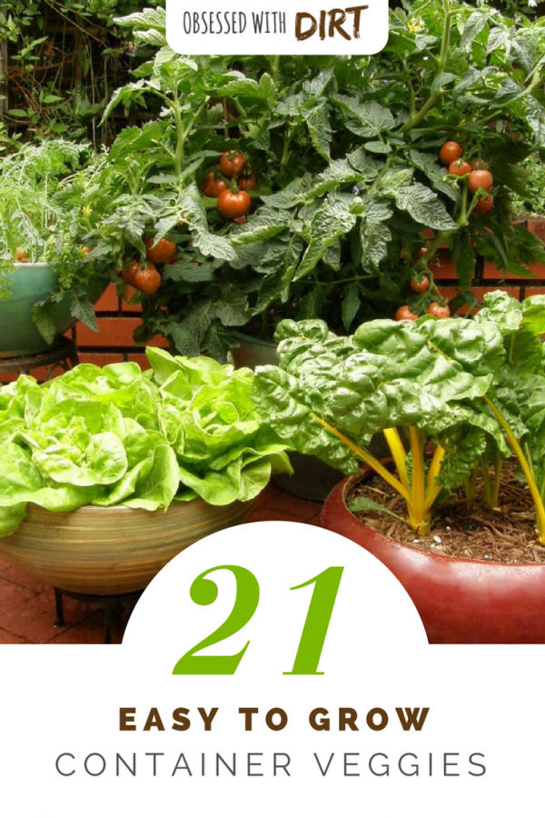 Many vegetables and fruits will produce more, grow faster and have less pests and diseases when grown in a container. Growing fruits and vegetables in containers is super easy for beginner gardeners and backyard gardeners too. Check out our <a class=