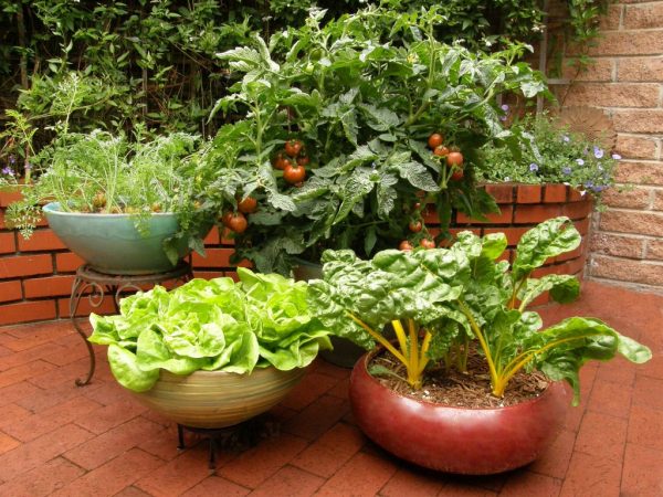 Vegetables planted in different containers