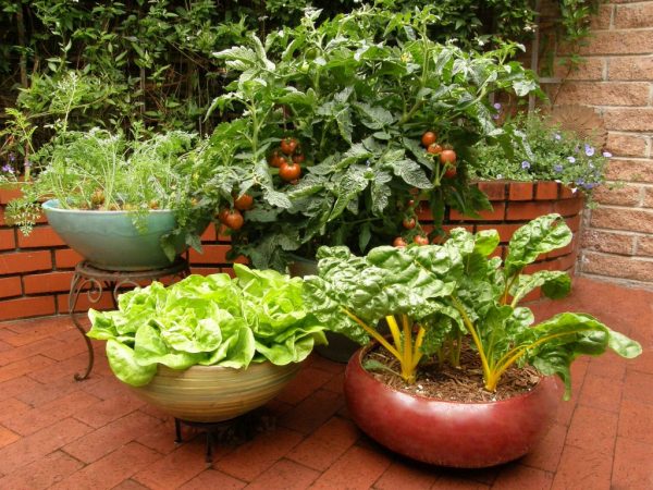 Container Vegetable Gardening Grow More Veggies In Small Gardens