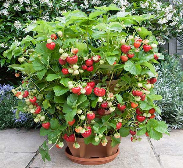 Strawberries Thrive In Tubs