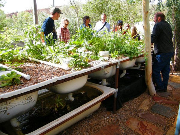 Aquaponic vegetable garden