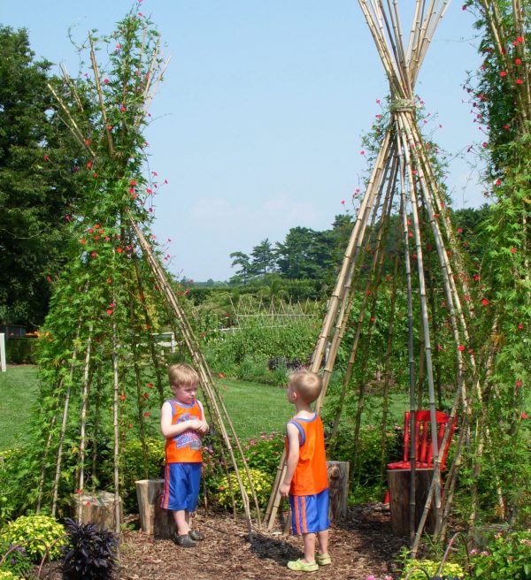 Bean Teepees