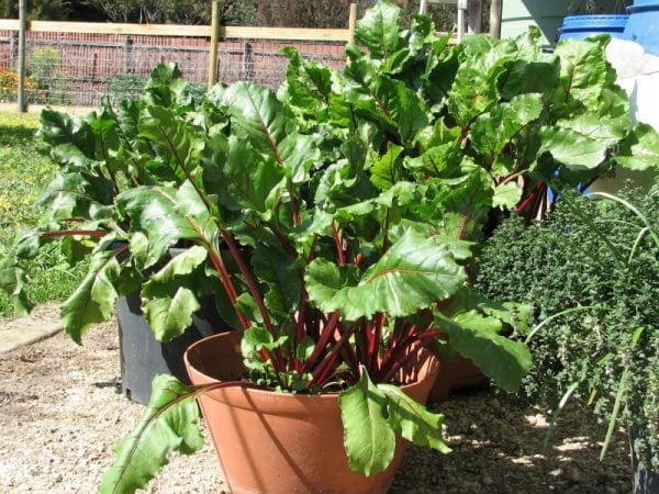 Beetroot In Containers