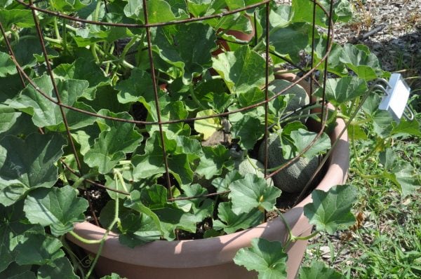 Cantaloupes Love Pots