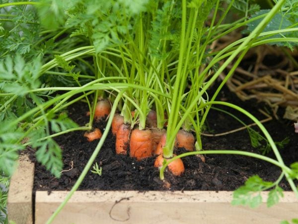Carrots In Pots