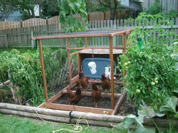 Chicken Tractor