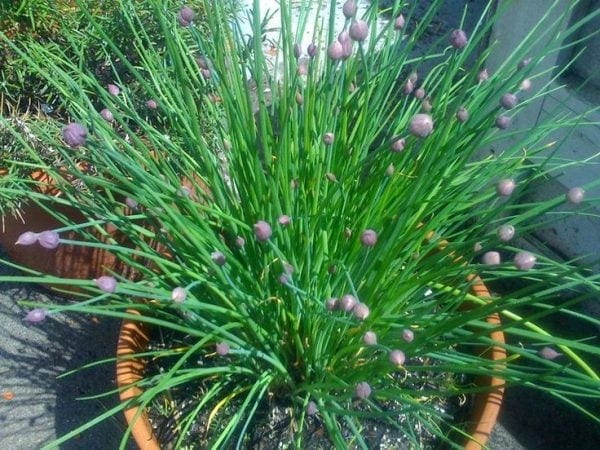 Chives Grow Well In Containers