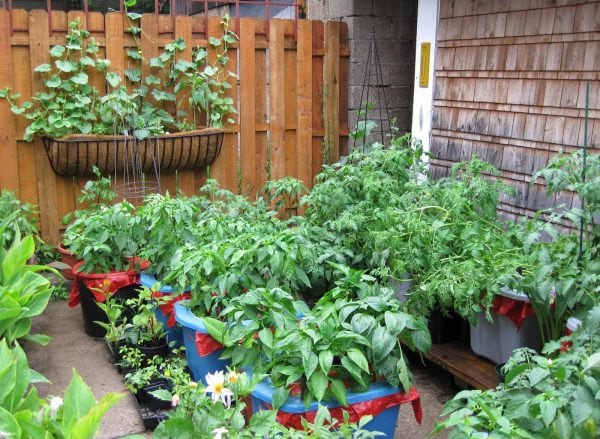 Container Vegetable Gardening