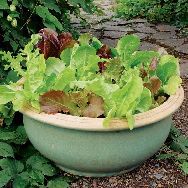 group your plants in container gardening