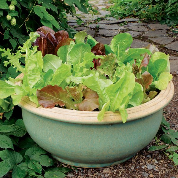 container with different vegetables