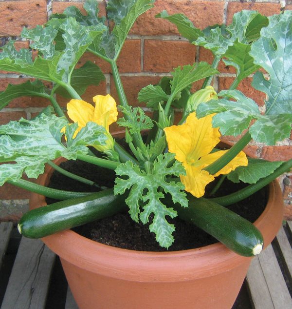 Zucchini And Squash Thrive In Containers