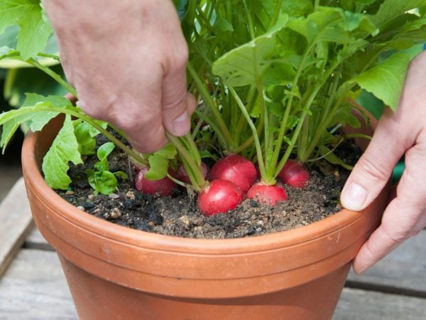 Radish plant grown in a container