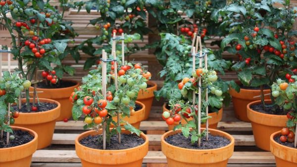Container Grown Tomatoes
