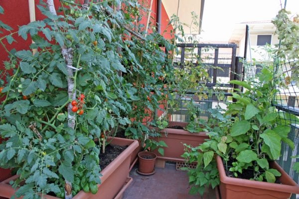 Container Vegetable Garden Layout
