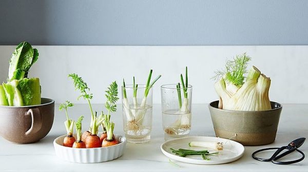 kitchen vegetable garden 