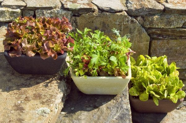 Container Grown Lettuce