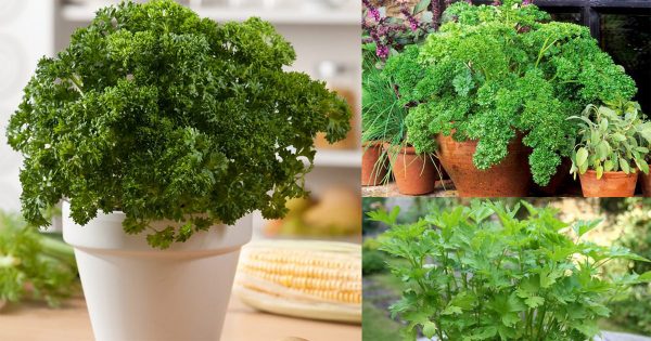 Parsley Grows Well In Pots