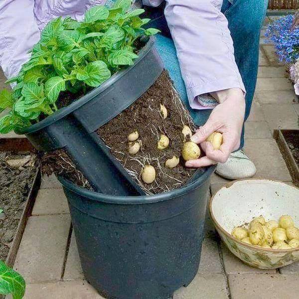 Potatoes In Tubs