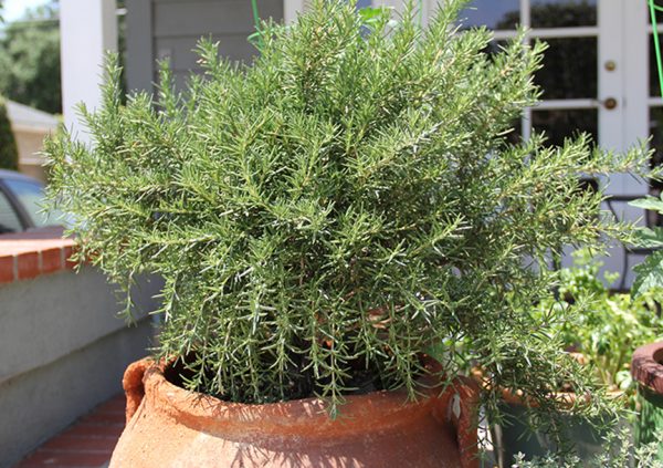 Rosemary Goes Wild In A Pot