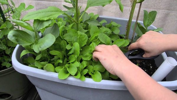 Removing weeds from container garden