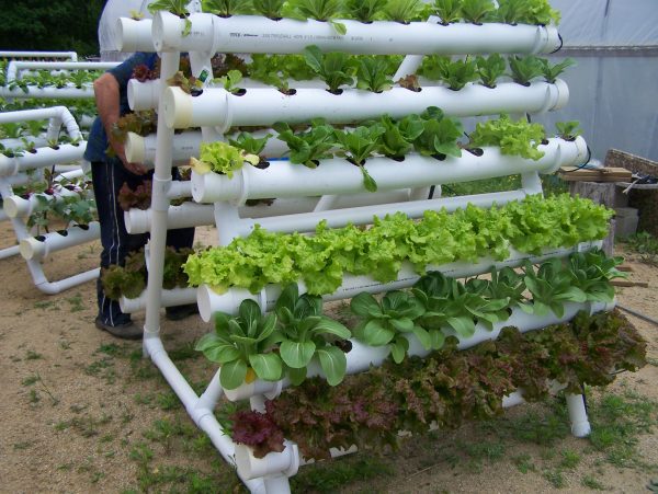 Hydroponic vegetable garden