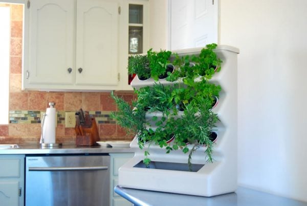 Vegetables grown in window sill planters