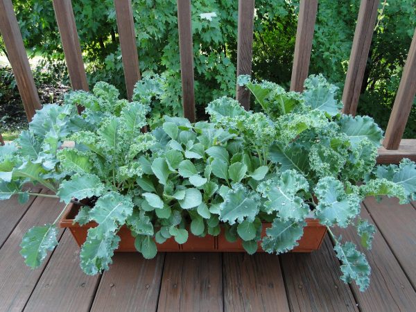 Kale Grown In Pots