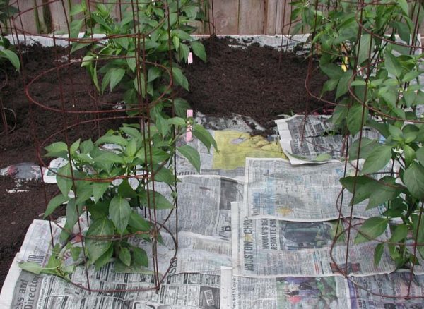 Newspaper Weed Control