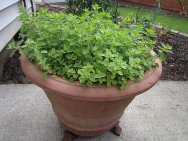 Oregano Grown In Planters