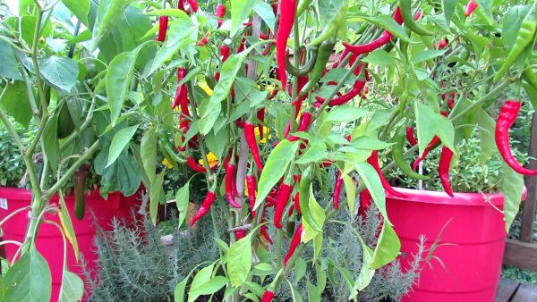 Peppers Turn Up The Heat In Small Spaces