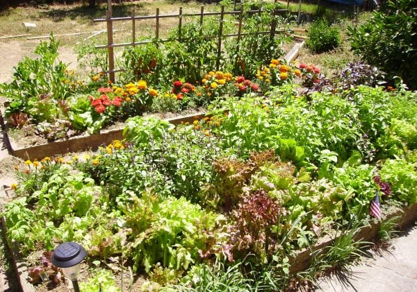 Permaculture garden