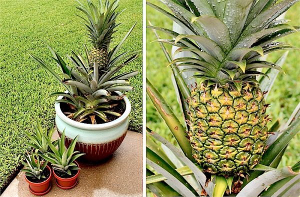 Grow Your Own Pineapples