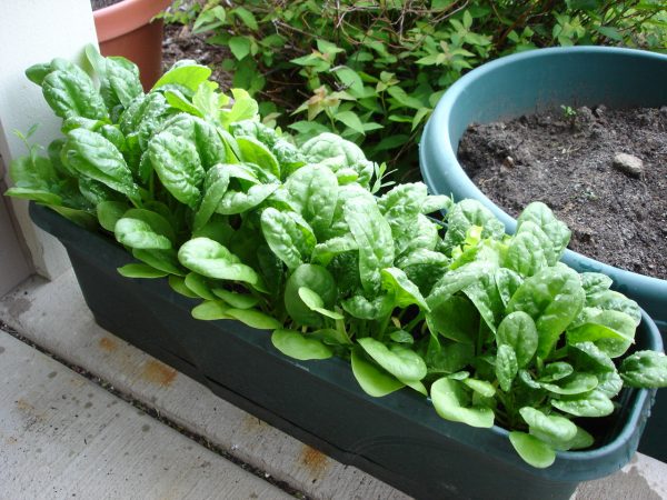 Spinach Packs a Bunch In A Small Area