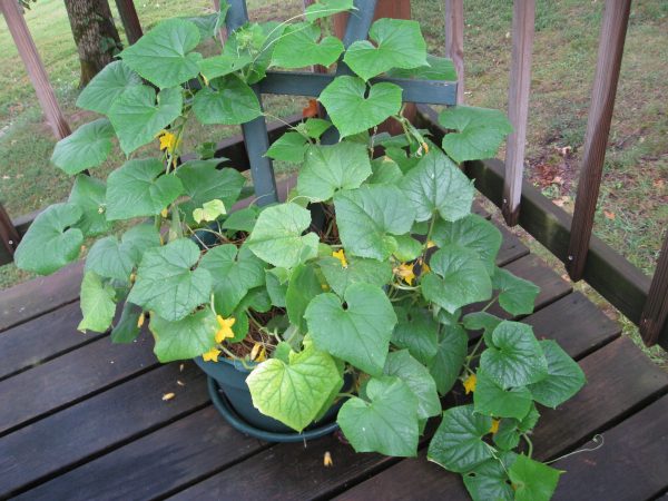 Cucumbers In Containers