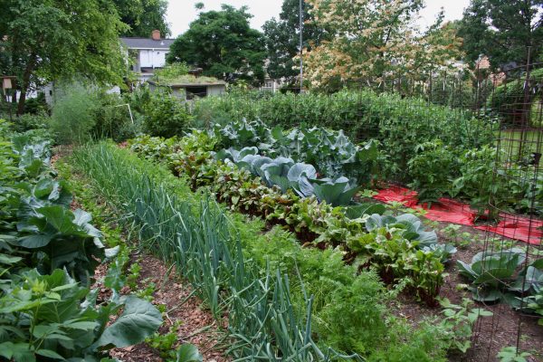 vege garden planner