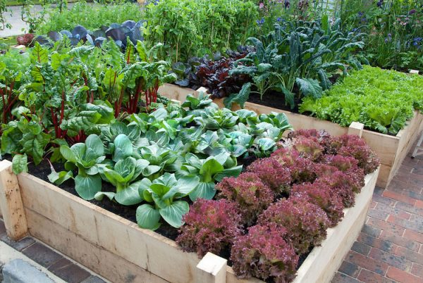 Raised bed vegetable garden layout