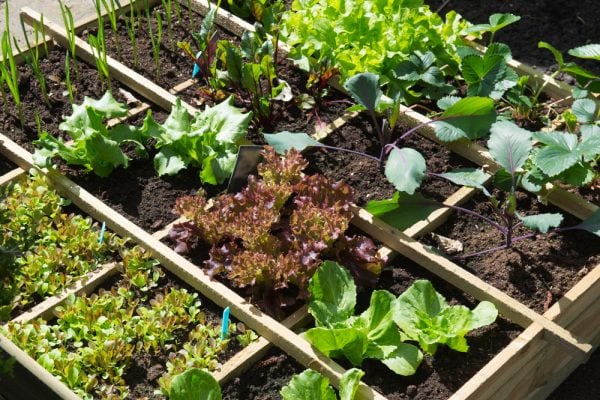 Square foot Gardening