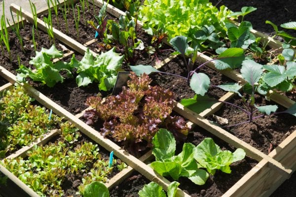 12 Ways To Grow A Successful Vegetable Garden Inc Best Layouts