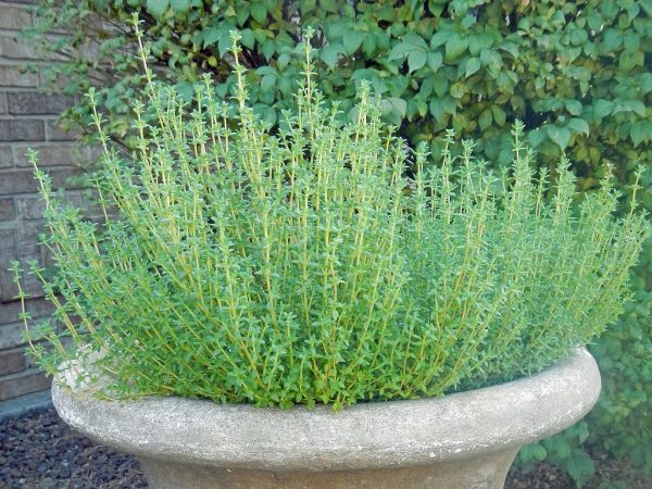 Thyme Loves Growing In Tubs