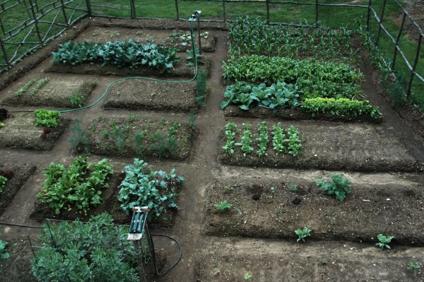 Vegetable Garden Design: How To Plant Your Veggie Patch