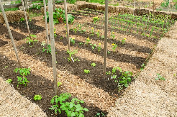 كيف نزرع حديقة نباتية في صفوف