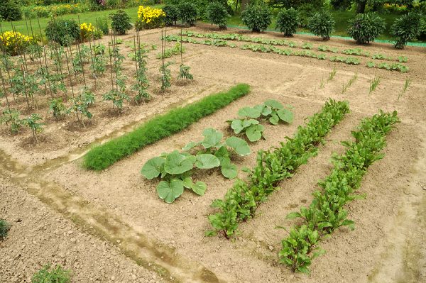 Narrow vegetable layout in a garden