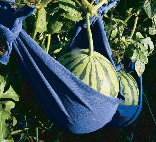 Melon Hammock