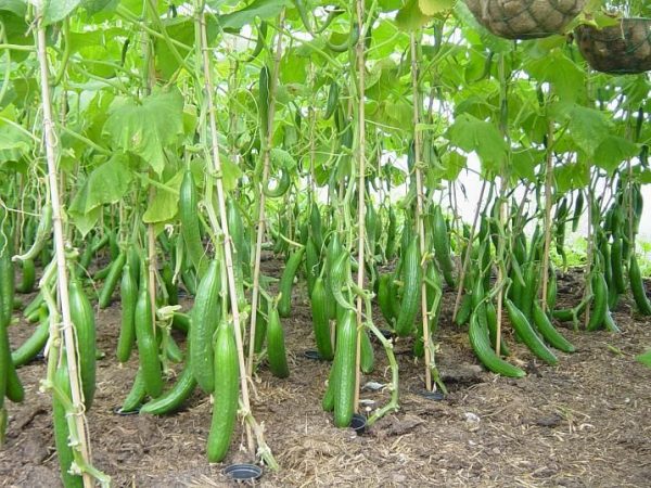 Vertical Cucumber Systems