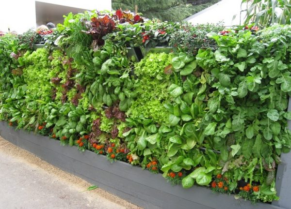 Vertical Vegetable Garden