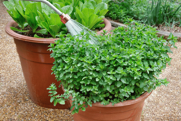 Watering vegetables in containers